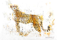 Cheetah on White