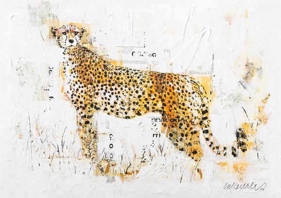 Cheetah on White